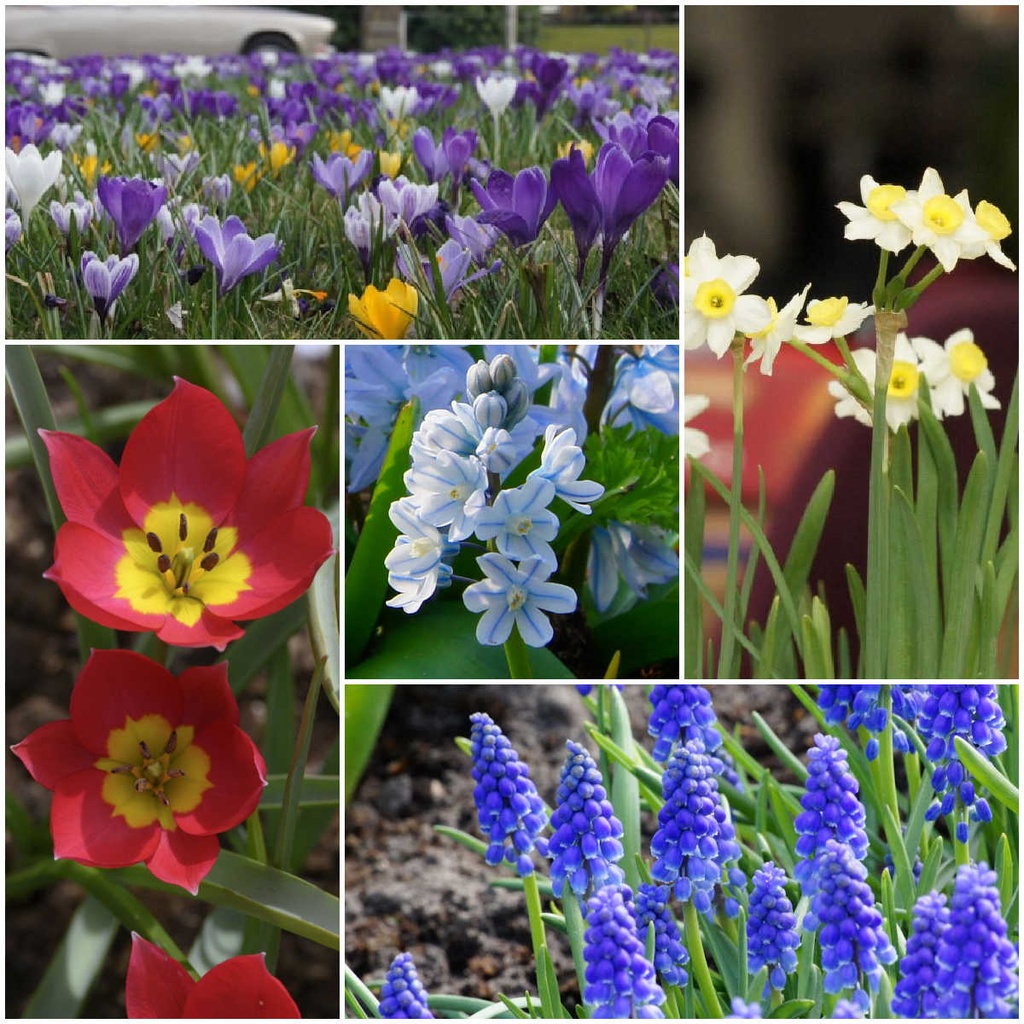 Lot Jardin Printemps pour Abeilles S - BIO