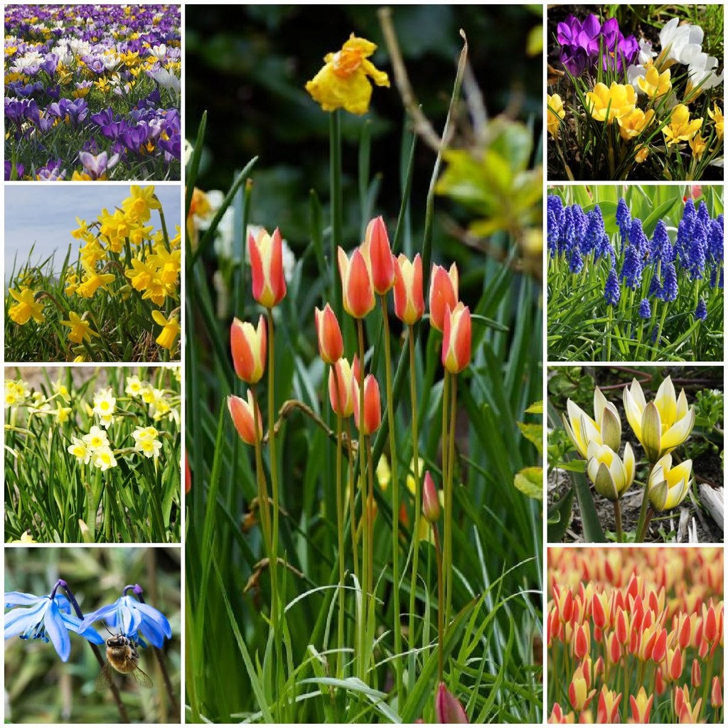 Lot Jardin Printemps pour Abeilles L - BIO