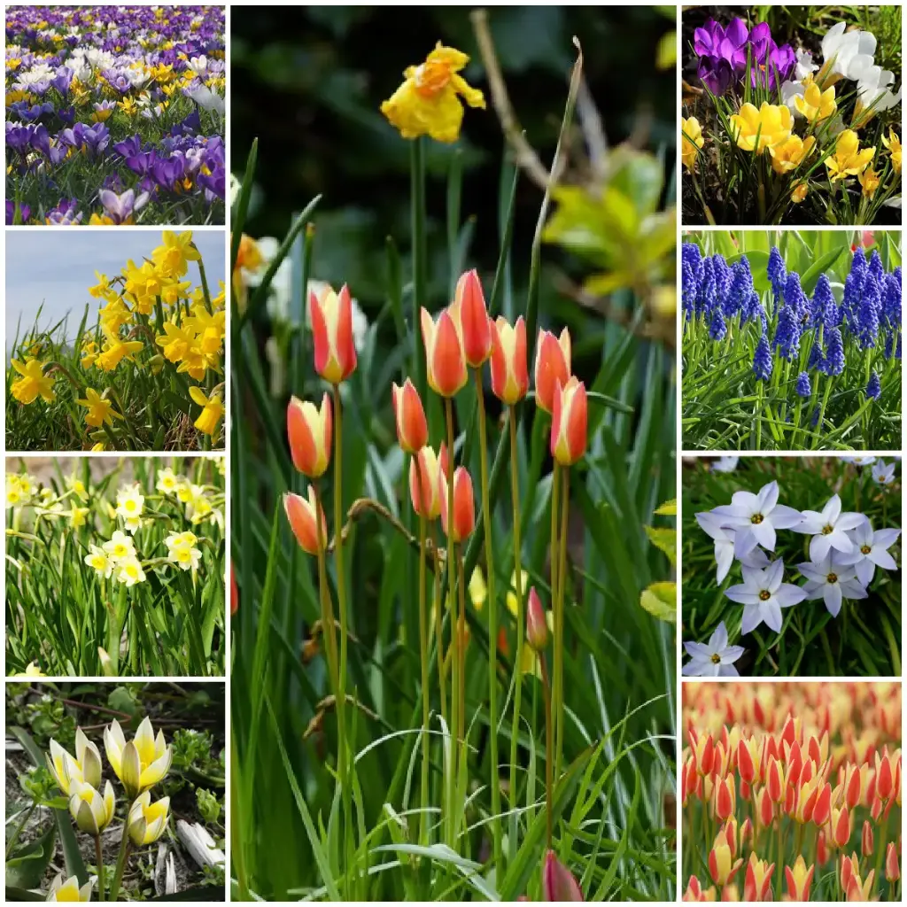Lot Jardin Printemps pour Abeilles L - BIO