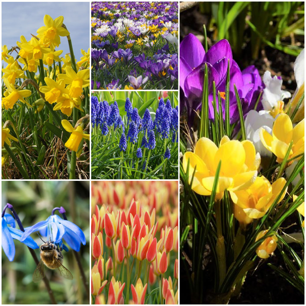 Lot Jardin Printemps pour Abeilles M - BIO