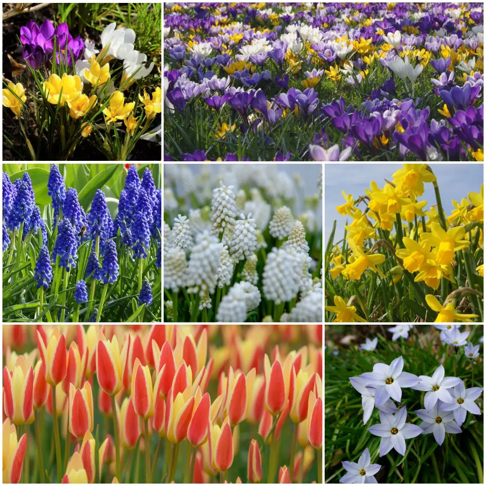 Lot Jardin Printemps pour Abeilles M - BIO