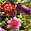 Mélange de Dahlias pour Abeilles, Rose-Rouge 4 ST - BIO