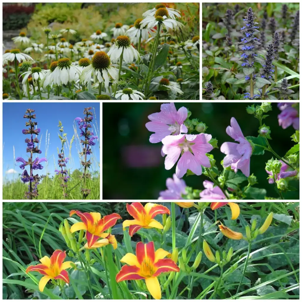 Jardin Mangeable Plantes Vivaces - BIO