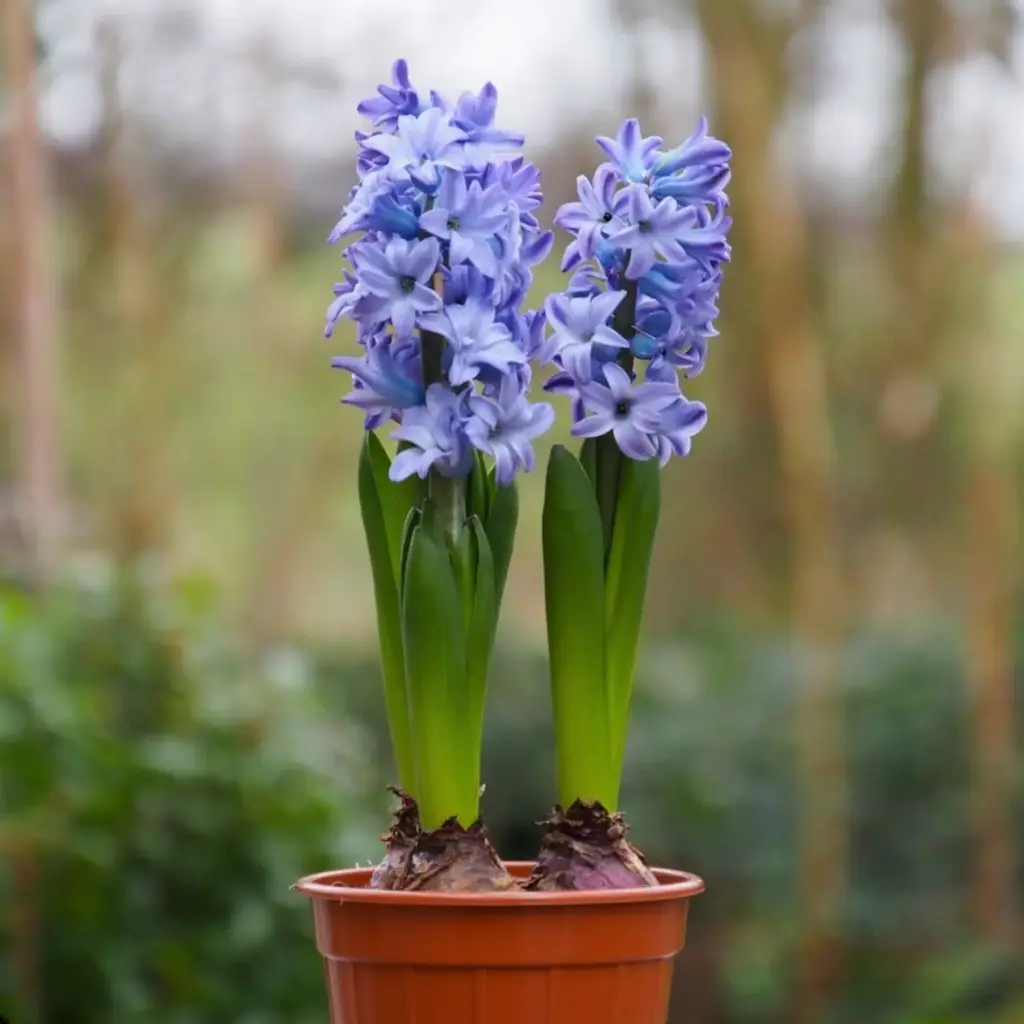 Jacinthe Bleu de Delft en Pot - BIO