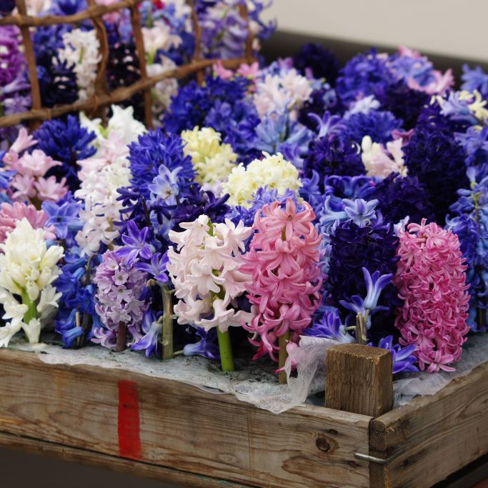Hyacinthus Mélange - BIO