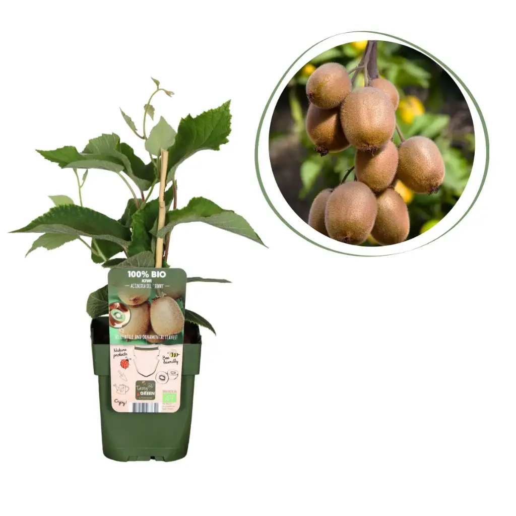 Arbre à Kiwi Jenny - BIO