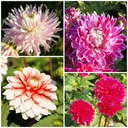 Dahlia Recette de Maman Rouge-Rose 4 ST - BIO