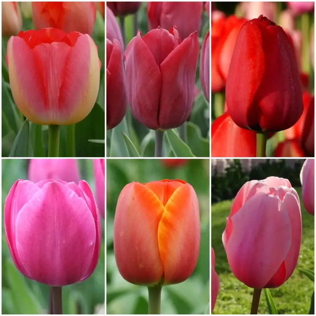 LOT de Tulipes Hautes - BIO