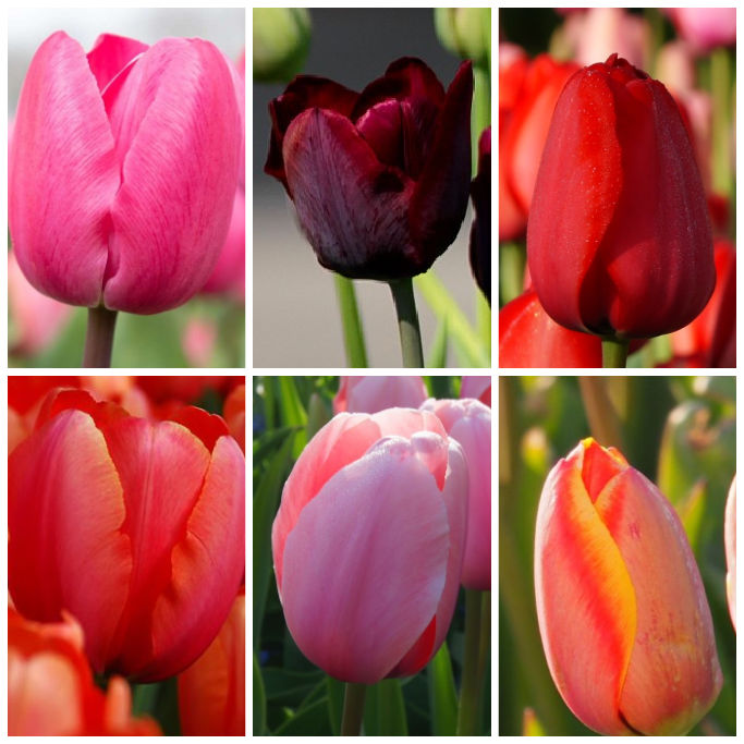LOT de Tulipes Hautes - BIO