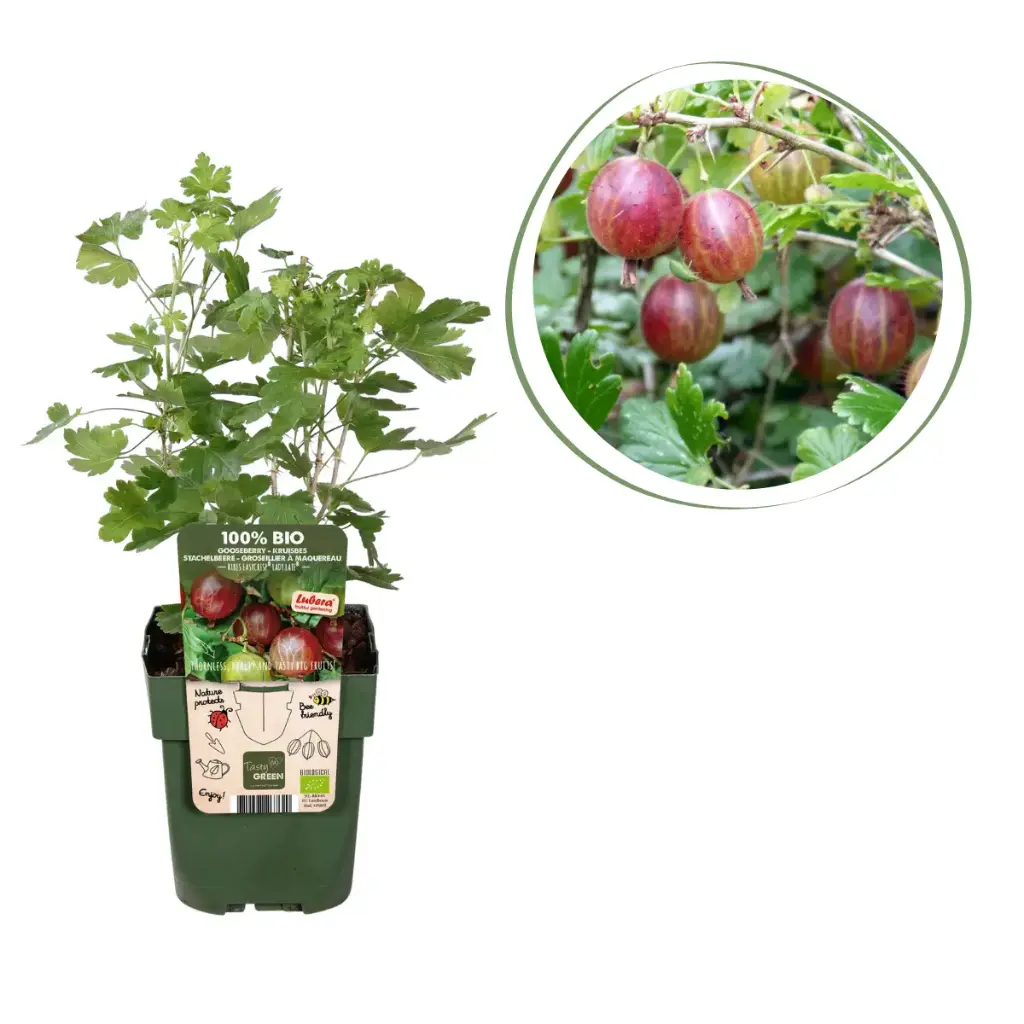 Groseilles à Maquereau Rouge Buisson - BIO