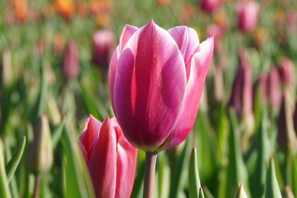 Tulipa Jefgenia