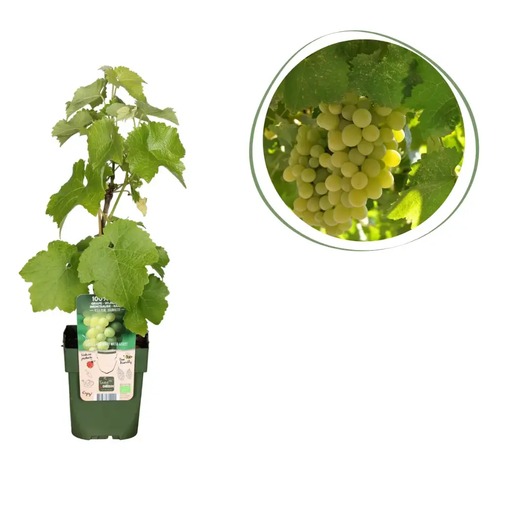 Raisin Blanc (Vitis Vinifera) - BIO