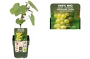 Raisin blanc (vitis vinifera) - BIO