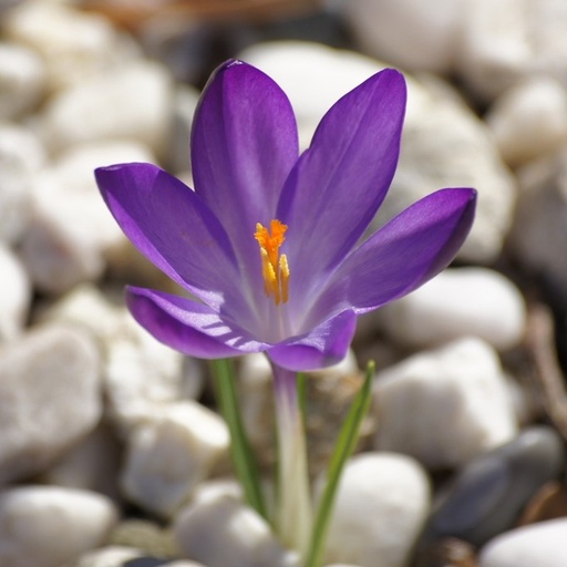 [A2103] Crocus tommasinianus Ruby Giant - BIO