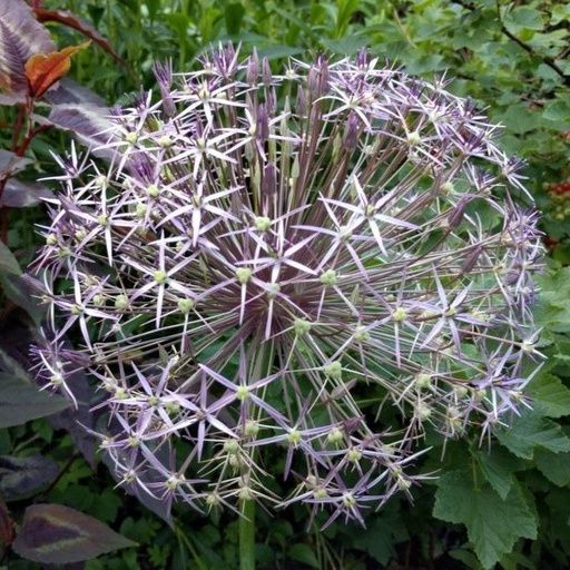 [A9007] Allium Christophii - Étoile de Perse - BIO