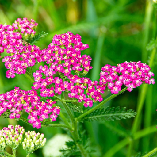 [X8068] Achillée millefeuille - Achillea Millefolium Cassis - BIO