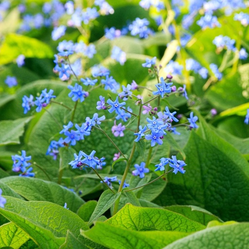 [X8070] Brunnera Alexanders Great - BIO