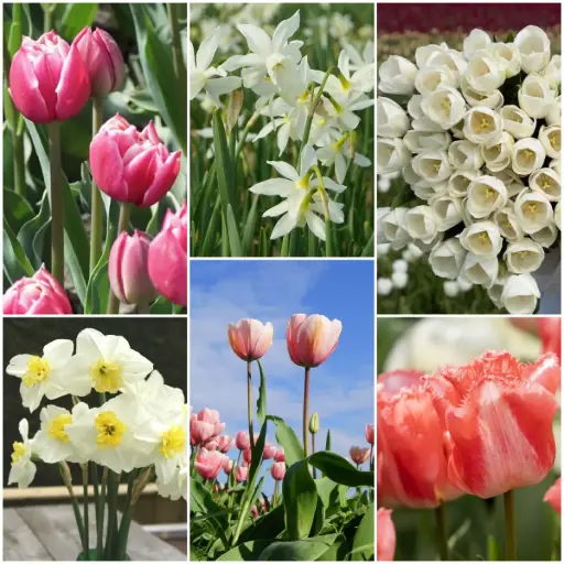 [AC99069] Jardin de fleurs coupées - BIO