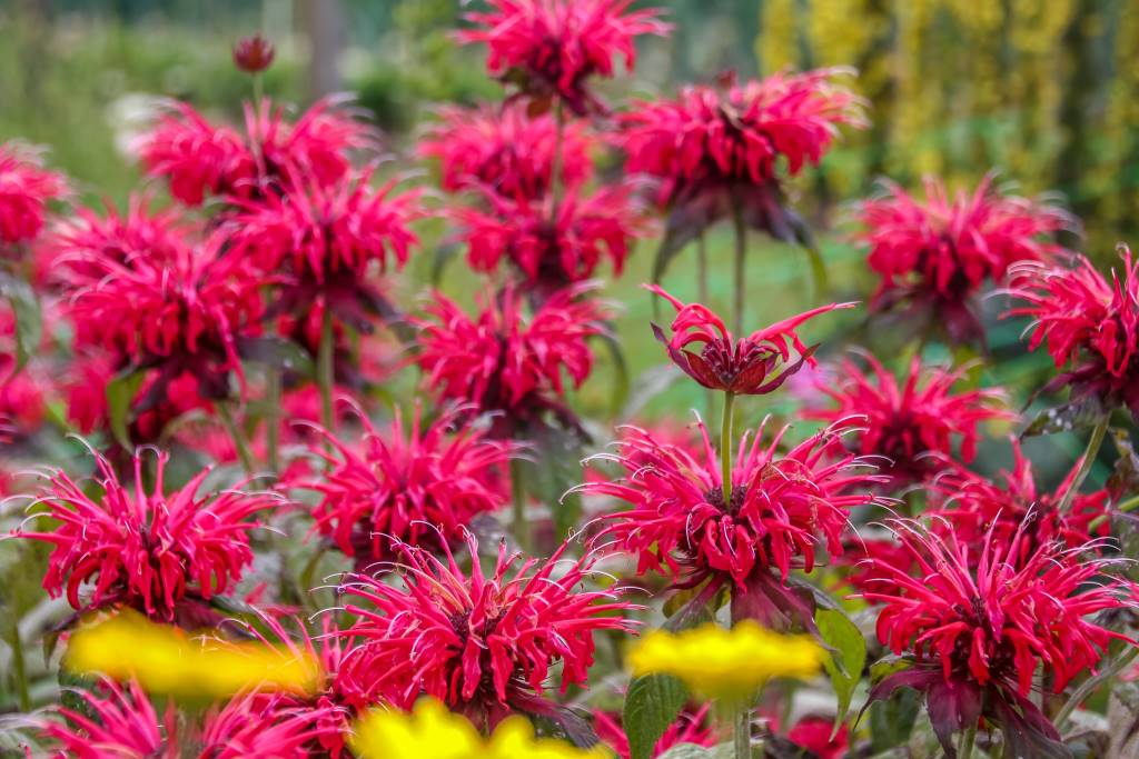 [X8075] Monarda Fireball - BIO