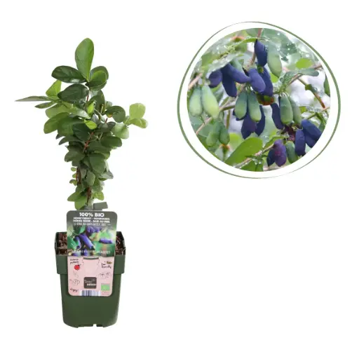 [F1015] Chèvrefeuille (Miel Comestible) - BIO