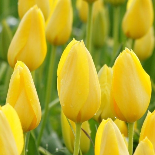 Tulipa Big Smile - BIO