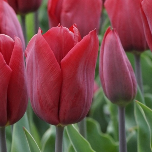 [A1139] Tulipa Strong Love - BIO