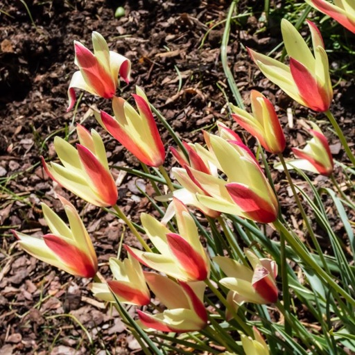 Tulipa clusiana Cynthia - BIO