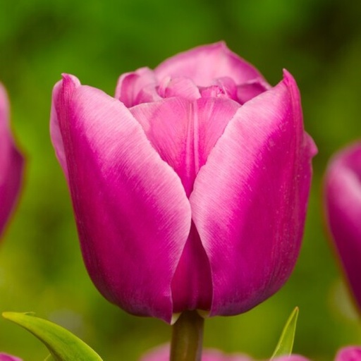 Tulipa Double Princess - BIO