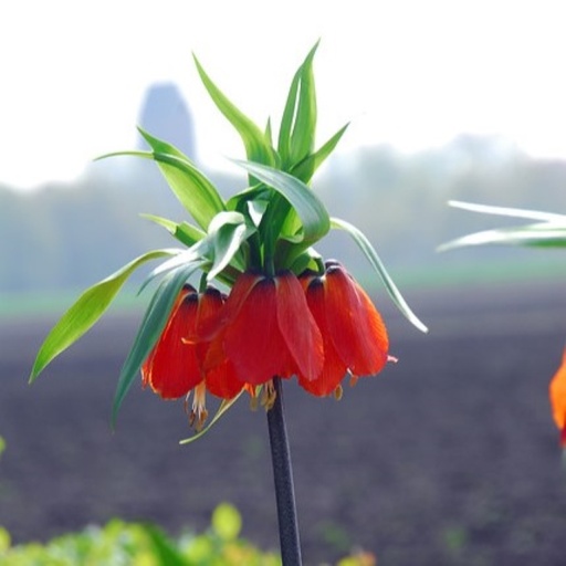 [A9069] Fritillaire Impériale - Fritillaria imp. Rubra - BIO