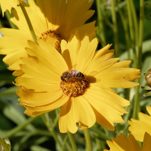 [X8078] Coreopsis Grandiflora - BIO