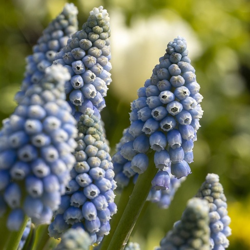 [A9073] Muscari Early Bird - BIO