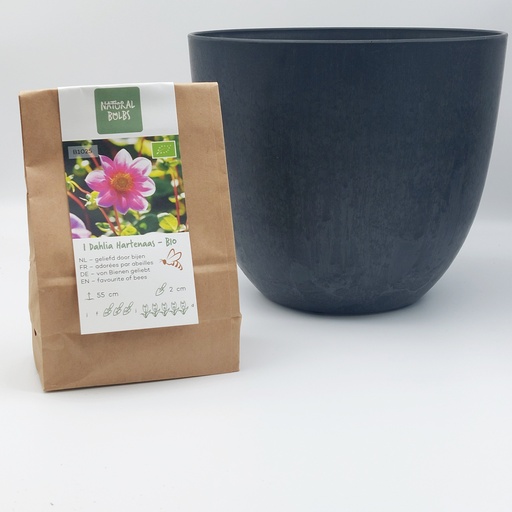 [BC99001] Dahlia Hartenaas - BIO avec pot Artstone