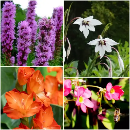 [B9044] Mélange de bulbes d'abeilles d'été 28 ST - BIO