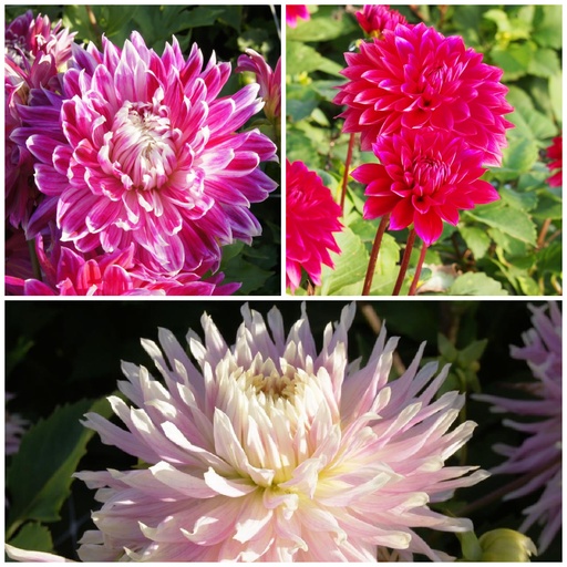 [B1093-V3] Dahlia Fêtes des Mères Rosa-Rouge 3 ST v3 - BIO