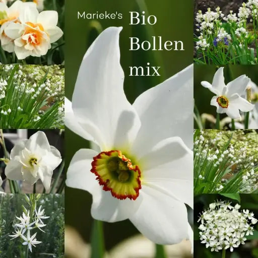 [AC99084] Marieke's Jardin aux bulbes bio  2 m2 - BIO 