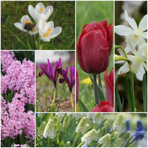 [AC99087] Lasagne à fleurs printanières lilas-rose - BIO