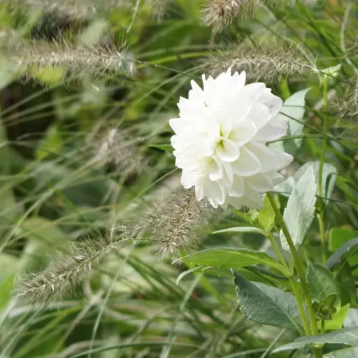 [B1063] Dahlia Never Give Up - BIO