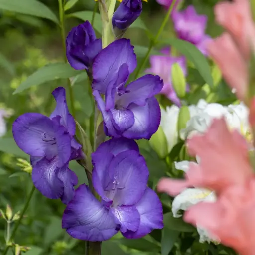 [B2023] Gladiolus Performer - BIO