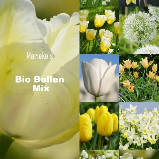 [AC99088] Marieke's Jardin aux bulbes bio jaune/blanc 2 m2 - BIO 