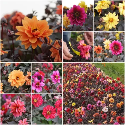[B1001] Dahlia mystère mélange pour abeilles - BIO
