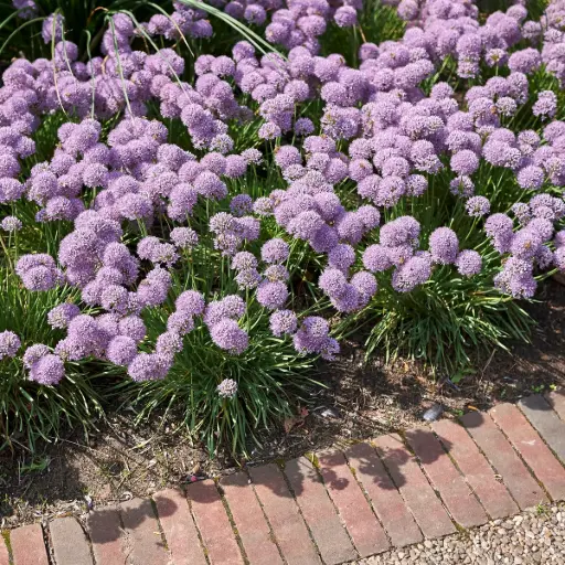 [B8086] Allium Senescens - BIO