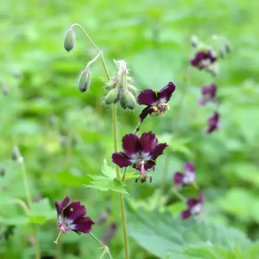 [X8089] Geranium phaeum - Cranesbill - BIO