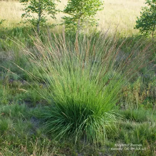 [X8092] Molinia caerulea 'Moorhexe' - BIO