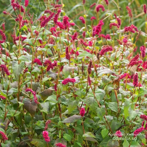 [X8093] Persicaire - Persicaria a. 'JS Calor' - BIO