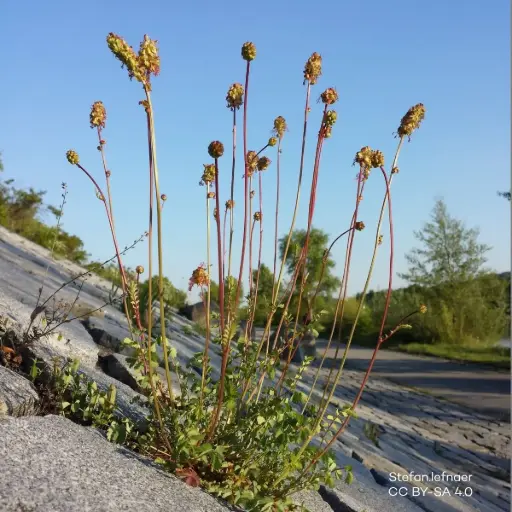 [B8095] Petite Pimprenelle - Sanguisorba minor - BIO