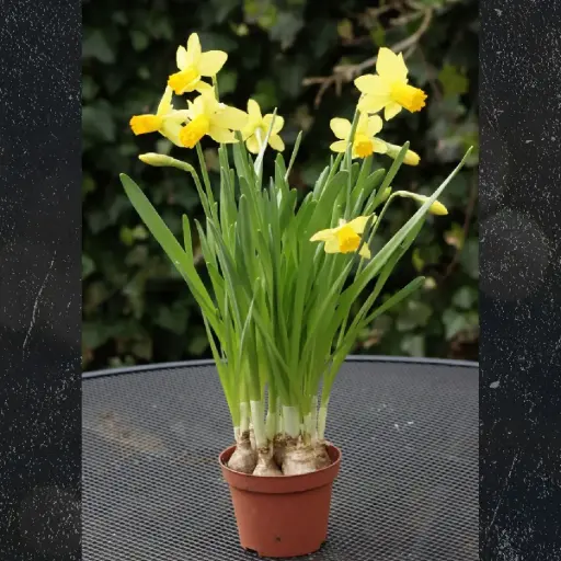 [P1008] Jonquille Jetfire en Pot - BIO