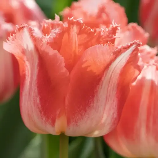 [A1151] Tulipa Lingerie - BIO