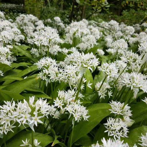 [A9080] Ail Sauvage - Allium Ursinum - BIO