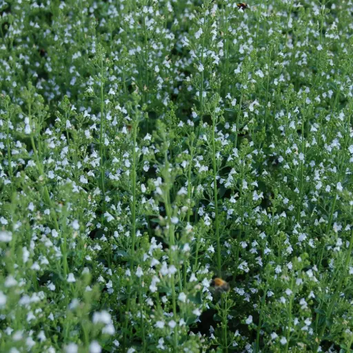 [B7001] Calamintha Nepeta - P9 - BIO
