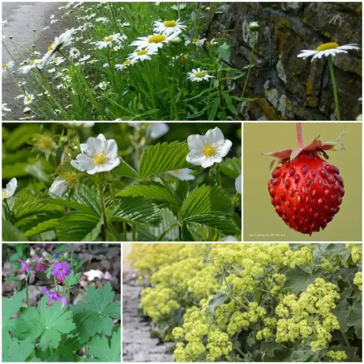 [B7902] Kit de décapage de dalles pour parterre de jardin mi-ombre 1 m² - BIO